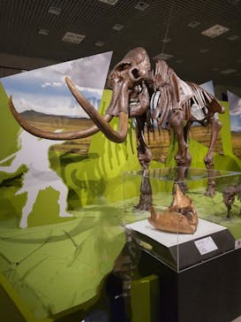 特別展「氷河期展 〜人類が見た4万年前の世界〜」（国立科学博物館）に投稿された画像（2025/8/30）