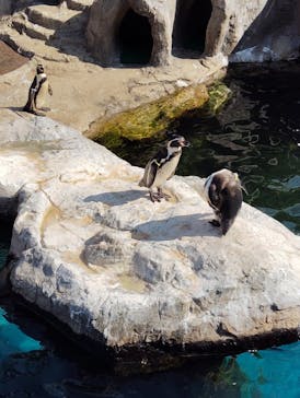 アクアワールド茨城県大洗水族館に投稿された画像（2025/8/30）