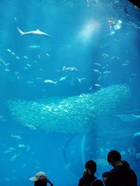 アクアワールド茨城県大洗水族館に投稿された画像（2025/8/30）