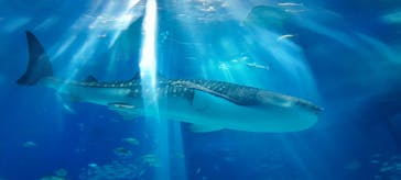 沖縄美ら海水族館に投稿された画像（2025/8/30）