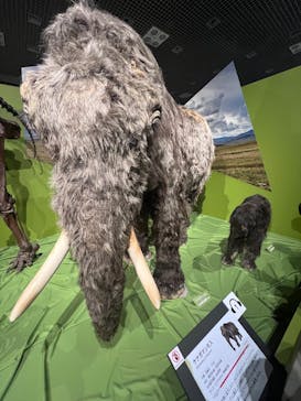 特別展「氷河期展 〜人類が見た4万年前の世界〜」（国立科学博物館）に投稿された画像（2025/8/30）