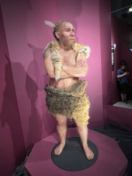 特別展「氷河期展 〜人類が見た4万年前の世界〜」（国立科学博物館）に投稿された画像（2025/8/30）