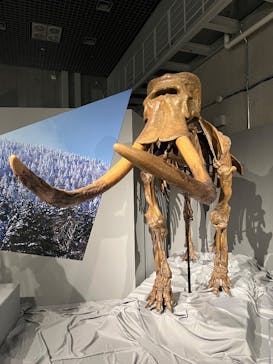 特別展「氷河期展 〜人類が見た4万年前の世界〜」（国立科学博物館）に投稿された画像（2025/8/30）