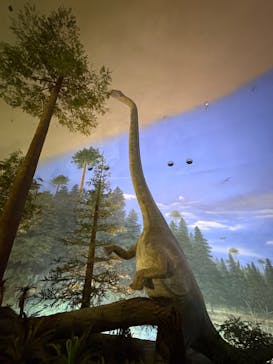 福井県立恐竜博物館に投稿された画像（2025/8/30）