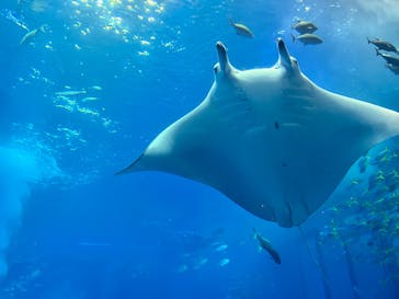 沖縄美ら海水族館に投稿された画像（2025/8/30）