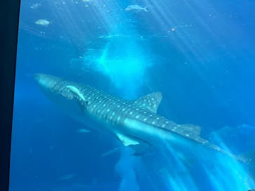 沖縄美ら海水族館に投稿された画像（2025/8/30）