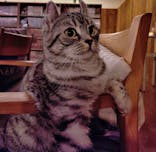 猫カフェモカ　池袋東口店に投稿された画像（2025/8/31）