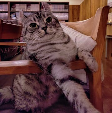 猫カフェモカ　池袋東口店に投稿された画像（2025/8/30）