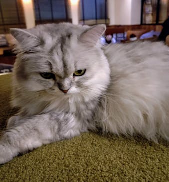 猫カフェモカ　池袋東口店に投稿された画像（2025/8/30）