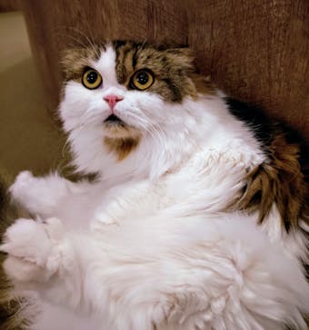 猫カフェモカ　池袋東口店に投稿された画像（2025/8/30）