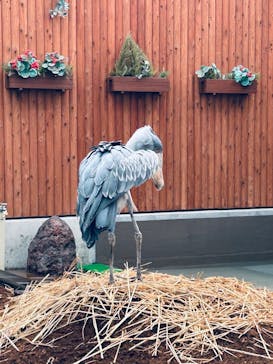 掛川花鳥園に投稿された画像（2025/8/31）