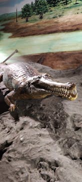 滋賀県立琵琶湖博物館に投稿された画像（2025/8/31）