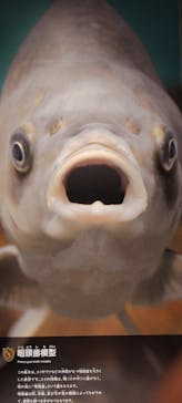 滋賀県立琵琶湖博物館に投稿された画像（2025/8/31）