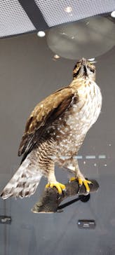 滋賀県立琵琶湖博物館に投稿された画像（2025/8/31）