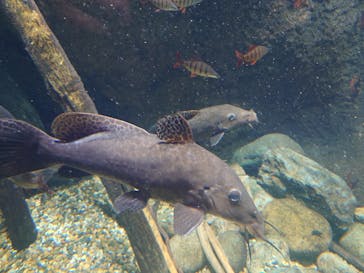世界淡水魚園水族館　アクア・トトぎふに投稿された画像（2025/8/31）