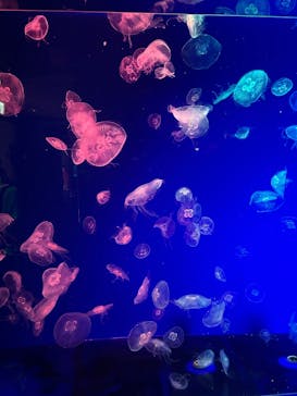 名古屋港水族館に投稿された画像（2025/8/31）