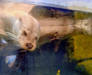 環境水族館アクアマリンふくしまに投稿された画像（2025/8/31）