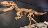 福井県立恐竜博物館に投稿された画像（2025/8/31）