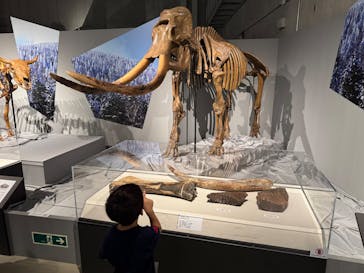特別展「氷河期展 〜人類が見た4万年前の世界〜」（国立科学博物館）に投稿された画像（2025/8/31）