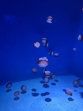 新江ノ島水族館に投稿された画像（2025/8/31）