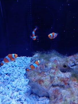 マクセル アクアパーク品川に投稿された画像（2025/8/31）