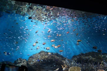 アクアワールド茨城県大洗水族館に投稿された画像（2025/8/31）