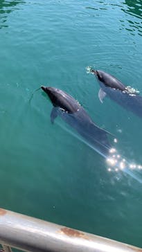 伊豆・三津シーパラダイスに投稿された画像（2025/8/31）