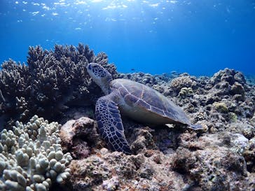 calm石垣島に投稿された画像（2025/8/31）