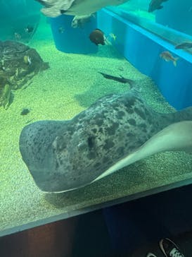 マクセル アクアパーク品川に投稿された画像（2025/8/31）