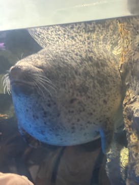 マクセル アクアパーク品川に投稿された画像（2025/8/31）