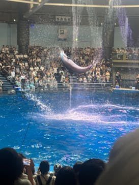 マクセル アクアパーク品川に投稿された画像（2025/8/31）