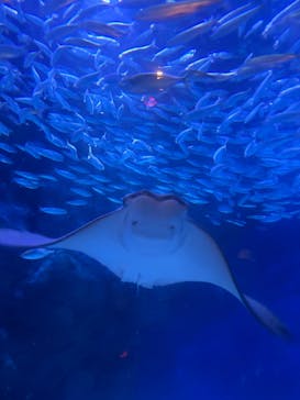 マクセル アクアパーク品川に投稿された画像（2025/8/31）