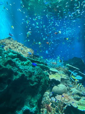 アクアワールド茨城県大洗水族館に投稿された画像（2025/8/31）