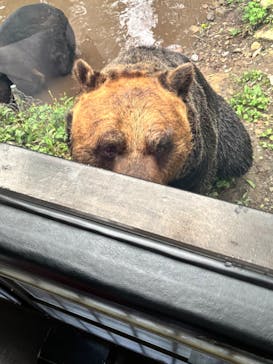 サホロリゾート　ベア･マウンテンに投稿された画像（2025/8/31）