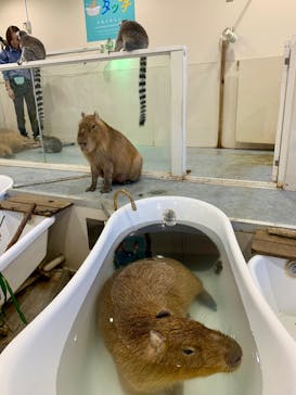 アニタッチみなとみらいに投稿された画像（2025/8/31）