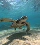 オースリーシュノーケル宮古島に投稿された画像（2025/8/31）