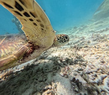 オースリーシュノーケル宮古島に投稿された画像（2025/8/31）