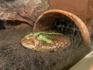 天王寺動物園に投稿された画像（2025/8/31）