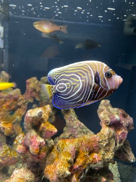 スマートアクアリウム静岡に投稿された画像（2025/8/31）