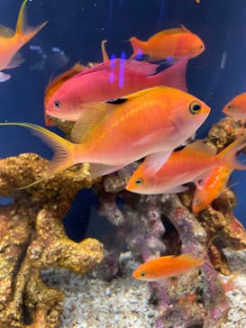 スマートアクアリウム静岡に投稿された画像（2025/8/31）