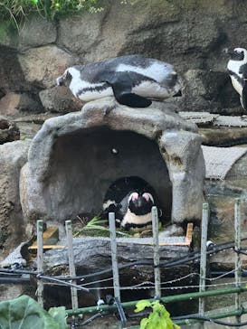 サンシャイン水族館に投稿された画像（2025/8/31）