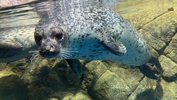 新江ノ島水族館に投稿された画像（2025/8/31）