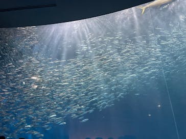 名古屋港水族館に投稿された画像（2025/8/31）