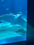 沖縄美ら海水族館に投稿された画像（2025/8/31）