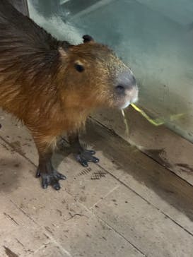 カワスイ 川崎⽔族館に投稿された画像（2025/8/31）