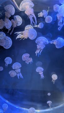 名古屋港水族館に投稿された画像（2025/8/31）