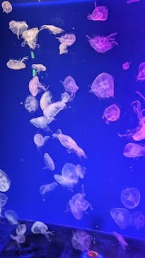 名古屋港水族館に投稿された画像（2025/8/31）