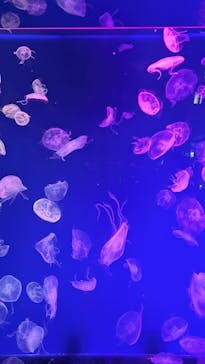 名古屋港水族館に投稿された画像（2025/8/31）