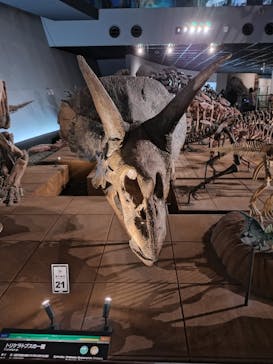 福井県立恐竜博物館に投稿された画像（2025/8/31）