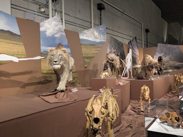 特別展「氷河期展 〜人類が見た4万年前の世界〜」（国立科学博物館）に投稿された画像（2025/8/31）
